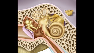 ANATOMÍA ES FÁCIL  OÍDO MEDIO [upl. by Aihsital148]