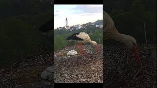 Bocianie gniazdowanie Pobudka 515 memories fascinating nature bociany interesting storks [upl. by Caesar]