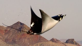 Mobula Rays belly flop to attract a mate  Shark Episode 2 Preview  BBC One [upl. by Oznol]