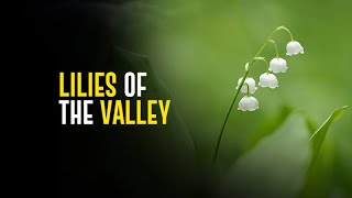 Ландыши  Lilies of the valley [upl. by Ahtabat]