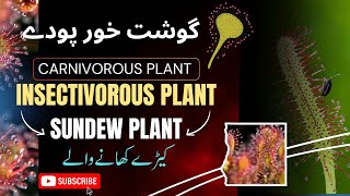 Insectivorous plant Sundew plant class 1st year Biology [upl. by Wrench427]