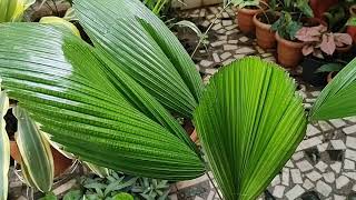 Licuala GrandisRuffled Fan PalmVanuatu fan palm care [upl. by Ahsinom]