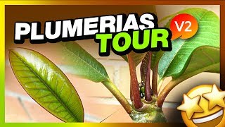 Evolución de mis PLUMERIAS 🤩PLUMERIAS TOUR V2 Primavera 2019  PLUMERIMAX [upl. by Notak]