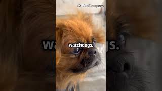 Shih Tzu vs Pekingese Which Regal Companion is Right for You [upl. by Rosio876]