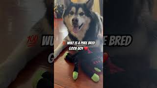 Pure bred good boy dogvideo funnyvideo funnydog dogparent siberianhusky funnydog [upl. by Aisauqal]