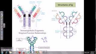 Immunoglobulins [upl. by Namas]