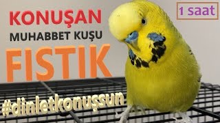 Konuşan Muhabbet Kuşu Fıstık Özel 3  1saat  Kafana takma dinlet konuşsun dinlet çıldırsın [upl. by Poppo]