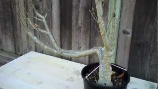 Salvaging a Rose of Sharon for Bonsai 11 month latermp4 [upl. by Llerihs298]