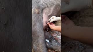 Teat Obstruction l Teat blockage l Teat surgery l Teat fibrosis l dr Umar khan [upl. by Evelinn]