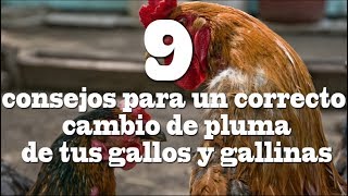 9 consejos para el cambio de pluma de tus gallos y gallinas [upl. by Rabin]