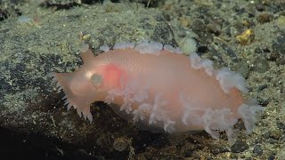 EX2306 Dive 03 Giacomini Seamount Aug 26 2023 [upl. by Trotter]