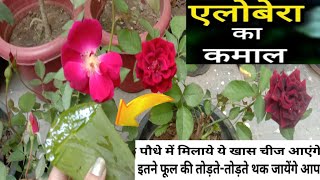 Rose Plant Growing Tips And CareBest Fertilizer In Your Garden For RoseGulab ka Phool gardening [upl. by Bundy861]