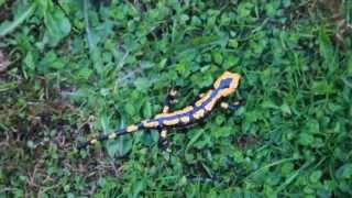 Feuersalamander im Harz  seltene und geschützte Tierart  Teil 2 Salamandra salamandra [upl. by Halullat]