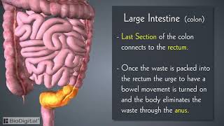 Introduction to the Digestive System in 6 Minutes [upl. by Larrej]