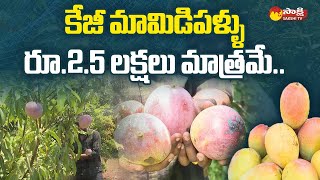 Expensive Mangos in Kakinada  Miyazaki Mango SakshiTV [upl. by Darom]