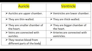 Difference between Auricle and Ventricle [upl. by Hausner849]