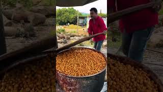 सुपारी की खेती कैसे होती हैfarmer farming shortvideo [upl. by Henrie]