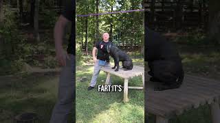 How To Lift A 100LB DOG  THE RIGHT WAY [upl. by Tnomal529]