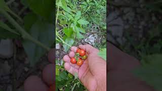 Esse tomatinho Cereja é Espetacular e Não Precisa de Nenhum Cuidado [upl. by Brey240]