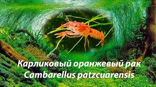 Карликовый оранжевый рак  Cambarellus patzcuarensis [upl. by Suzzy618]