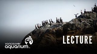 Introduction To Marine Life Course Seabirds [upl. by Litt]