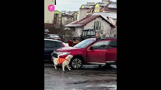 Guide dog bravely halts traffic for owner shorts [upl. by Ayad]