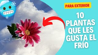 10 plantas resistentes al frío para tu jardín o patio 🌳🌿❄️🥶 [upl. by Assilav801]