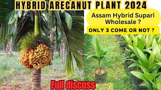 Hybrid arecanut plants  Hybrid Supari treeARECANUTplants arecanutfarming betelnut [upl. by Fatsug]