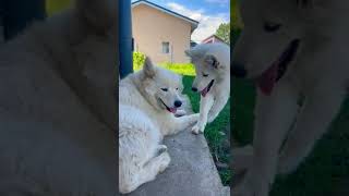 beautiful fluffy cuddly puppies and whitish flaky slimy cypresses [upl. by Alexandro733]