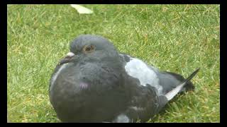 Pigeon resting on grass [upl. by Ragan]