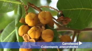 How to identify Carrotwood Cupaniopsis anacardiodes [upl. by Mook695]