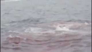 Great white shark eating elephant seal at Farallon Islands [upl. by Lavina]