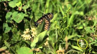 Monarch Butterflies Danaus plexippus [upl. by Brendin808]