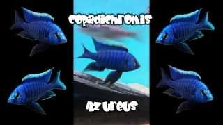 Malawi Cichlids Copadichromis Azureus von Julian [upl. by Gretta]