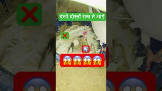 कबूतरी आड़ें नहीं दे रही viralshort youtubeshorts pigeon kabutar birdyoutubesearchshortsfeed [upl. by Warfore]