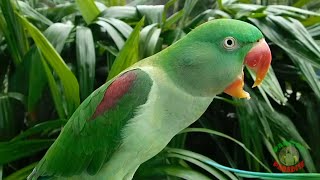 Alexandrine Parrot Natural Voice [upl. by Ahsinwad]