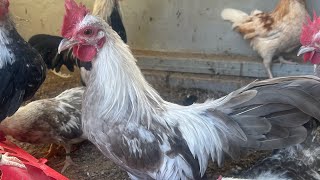 Coccidia y coriza las enfermedades más comunes de las gallinas te muestro cómo curarlas [upl. by Ahsilav]