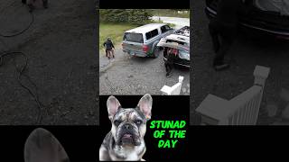 ⚠️Stunad of the day 👅 Man vs Trunk 🚗 reaction viral dogs funny [upl. by Yramanna]