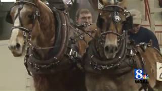 PA Farm Show Pony Pull Duo Does It Again [upl. by Weig246]