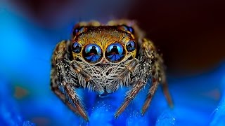 The 7 Eyes of the Spider [upl. by Nirtak]