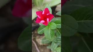 Beautiful periwinkle nature  viral short [upl. by Leaper]