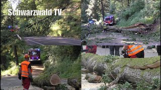 🚨🚒 Aufwendiger Feuerwehreinsatz Großer Baum über Fahrbahn auf L 155 bei Wehr 12062023 [upl. by Durrace343]