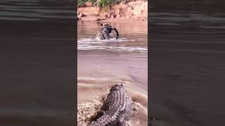 crocodile moment preying on leopard crocodile animals [upl. by Anayad]