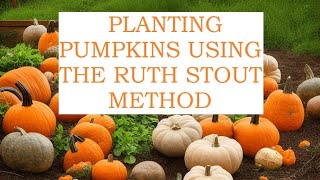 Planting pumpkins using the Ruth Stout method update on potatoes planted using the RS method [upl. by Damha67]