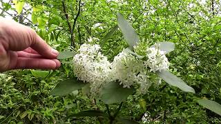 Acokanthera oblongifolia [upl. by Rogergcam]