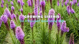 Growing Liatris  How to Grow [upl. by Brackett]