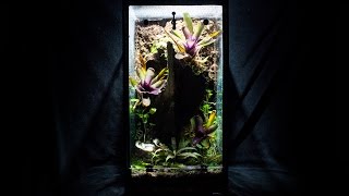 Setup amp Plant Your Naturalistic Vivarium 10g Aquarium to Viv Conversion pt4 [upl. by Armond]