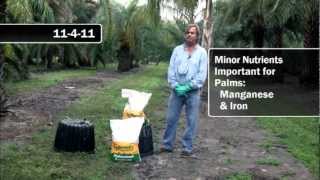 Recommended Fertilizers for Palms [upl. by Cowen853]