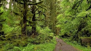 Hoh Rainforest River Trail Olympic National Park [upl. by Ordisy69]