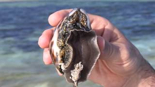 Beautiful Cypraea Tigris  ciprea [upl. by Barrie]